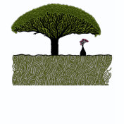 Socotra