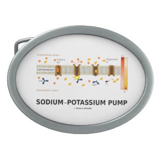 Sodium-Potassium Pump (Active Transport) Oval Belt Buckle