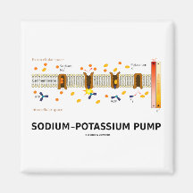 Sodium-Potassium Pump (Active Transport) Refrigerator Magnets
