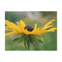 Soft Black Eyed Susan Flower Photography Postcard by SmilinEyesTreasures Soft Black Eyed Susan Flower Photography Postcard