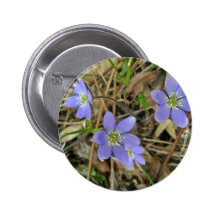 Soft Blue Hepatica Wildflower Series Buttons