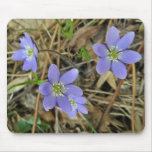 Soft Blue Hepatica Wildflower Series Mouse Pad