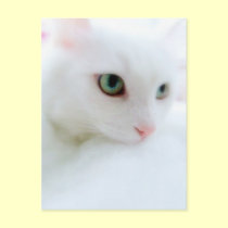 Soft Clouds postcards by JCatGarden Soft Clouds postcards
