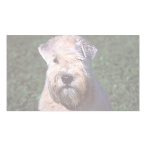 Soft-coated Wheaten Terrier Business Card (back side)
