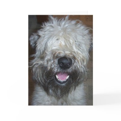 Soft Coated Wheaten Terrier Greeting Cards by alechayden