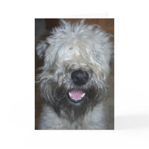 Soft Coated Wheaten Terrier cards