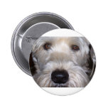 Soft Coated Wheaten Terrier Pinback Buttons