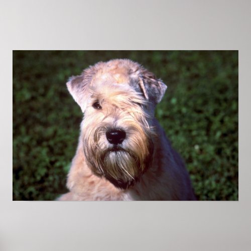Soft-coated Wheaten Terrier print