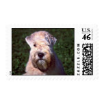 Soft-coated Wheaten Terrier Stamps