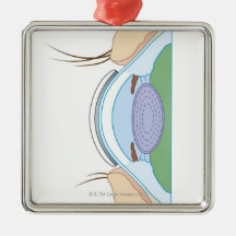Soft Contact Lens Ornament