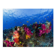 Soft corals on shallow reef, Fiji Postcard