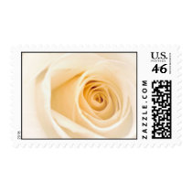 Soft Cream Rose Postage