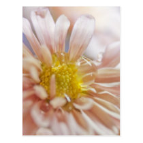 Soft Flower and Water Drop Photograph Post Cards