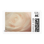 Soft Focus Cream Rose postage