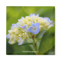 Soft Hydrangea Flower Photo Magnet by SmilinEyesTreasures Soft Hydrangea Flower Photo Magnet