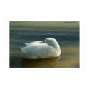 Soft in White posters
