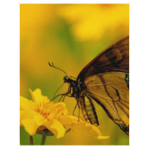 Soft Landing letterhead
