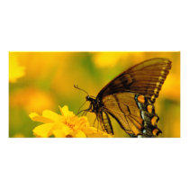 Soft Landing photo cards by KahunaLuna Soft Landing photo cards