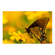 Soft Landing posters