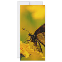 Soft Landing Custom Rack Card