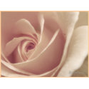 Soft Mauve Rose Wedding Postal Stamp stamp