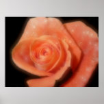 Soft Orange Rose with water drops Poster