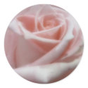 Soft Pale Pink Rose stickers