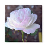 Soft Pink and White Rose-60 Refrigerator Magnet