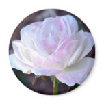 Soft Pink and White Rose-60 Refrigerator Magnet