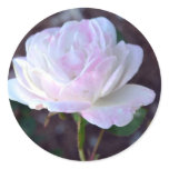 Soft Pink and White Rose-60 Round Sticker