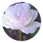 Soft Pink and White Rose-60 Round Stickers