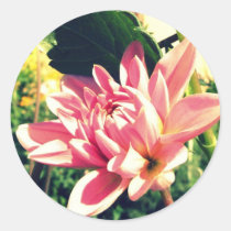 Soft pink dahlia stickers