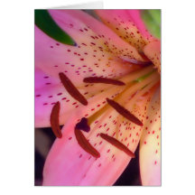 Soft Pink Lily Card