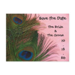 Soft Pink Peacock Feathers Save the Date Wedding Postcards