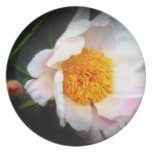 Soft Pink Peony Plate