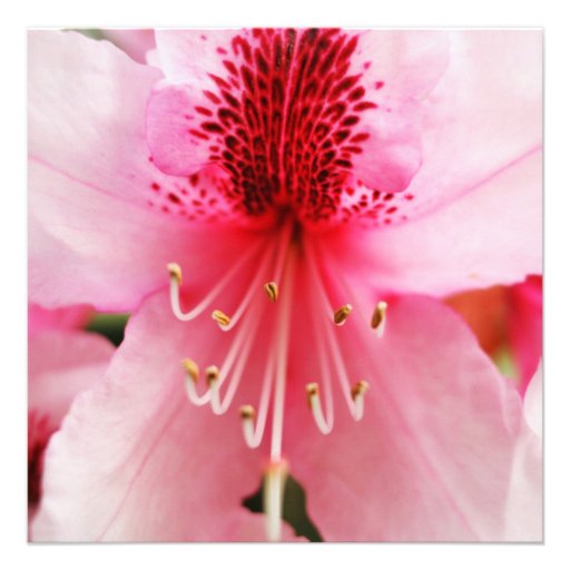 Soft Pink Rhododendron Flowers 90th Birthday Party Personalized Announcement