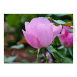 Soft Pink Rose-57 Card