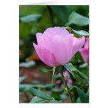 Soft Pink Rose-57 Greeting Card