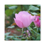 Soft Pink Rose-57 Refrigerator Magnet
