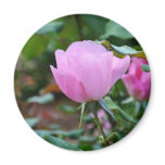 Soft Pink Rose-57 Refrigerator Magnets