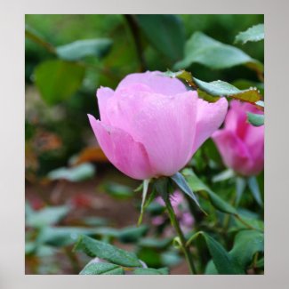 Soft Pink Rose-57 Poster zazzle_print