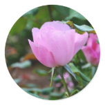 Soft Pink Rose-57 Round Stickers