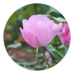 Soft Pink Rose-57 Stickers