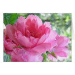 Soft Pink Rose Birthday Card