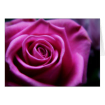 Soft Pink Rose card cards