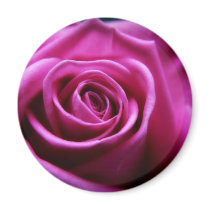Soft Pink Rose fridge magnet
