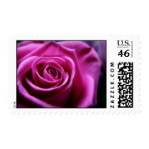 Soft Pink Rose postage stamps