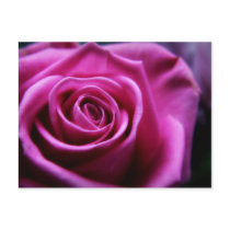 Soft Pink Rose postcard