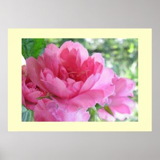 Soft Pink Rose print