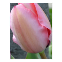 Soft Pink Tulip Postcards
